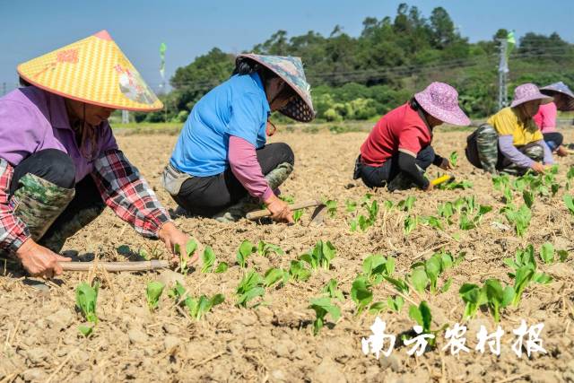 农户在田间种植冬种蔬菜。撒播