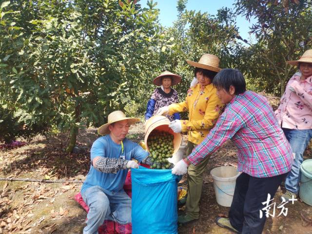 每年的9-11月份是广东的坚果采摘季