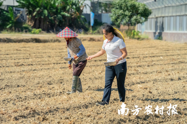 广州市从化区农业技术推广中间副主任邓彩联教授油菜籽撒播关键技术。