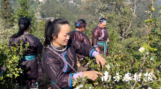 采收油茶果,。 