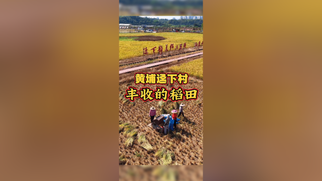 南粤丰收秀：稻香四溢的“丰”景线｜南方+拍客·越睇粤靓