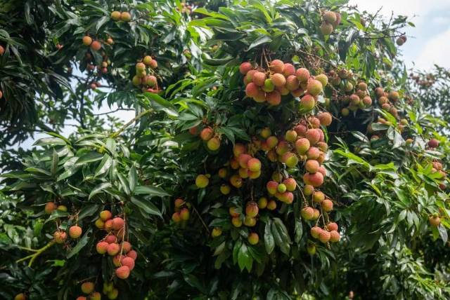 刘付剑东种出的“妃子笑”荔枝品相十分惹眼。