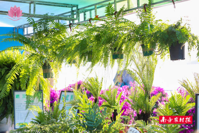 广来园林蕨类小盆栽。