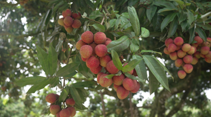 化州市红阳种养专业合作社的荔枝。