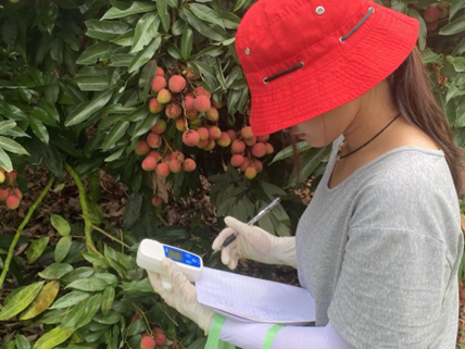 工作人员正在对化州市红阳种养专业合作社的荔枝进行糖度评测。