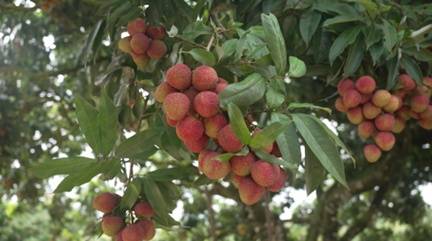 化州市红阳种养专业合作社的荔枝。