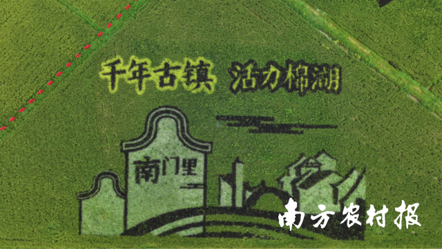 棉湖镇稻田画“千年古镇 活力棉湖”