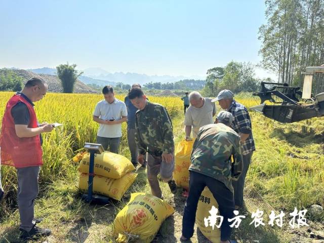 阳山县安定镇晚稻收割现场，农技职员正在睁开测产使命。