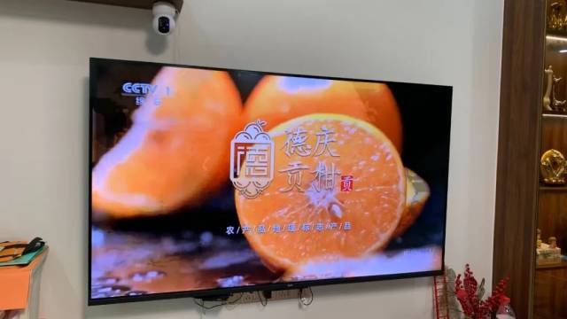 市民在家观看央视播出的德庆贡柑短片