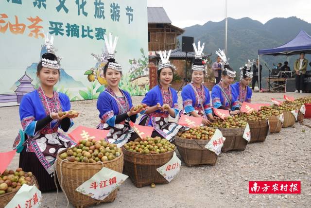 小小油茶果是三江侗族自治县的“致富果”。