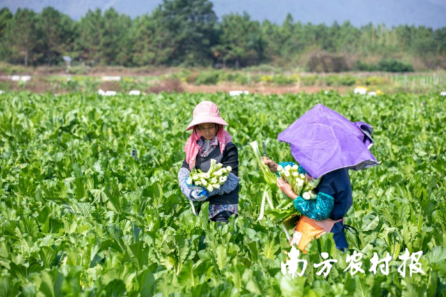 連州菜心帶動種植戶增收致富。