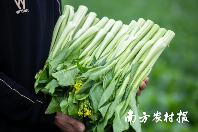 之后正值连州菜心最佳赏味期。