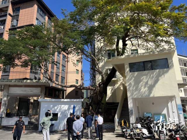 （水务）守护绿美家园，东莞关注古树保护企业踊跃出资认养