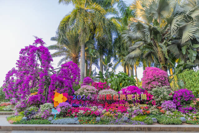 超级花海！2024深圳簕杜鹃赏花周盛大开启！  南方+ 鲁力 拍摄