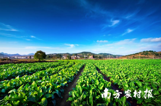 連州菜心在山清水秀的“三連一陽”地區(qū)生長,。