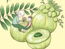 三秒回甘！这款酸涩水果如何“撬动”大产业？丨漫话“百千万工程”