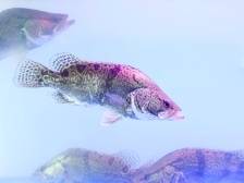 全国95%的鱼苗来自这里！广东种撑起700亿鳜鱼全产业链 | 广东“种”全国养