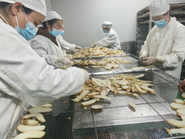 大方天麻加工。 大方天麻加工。