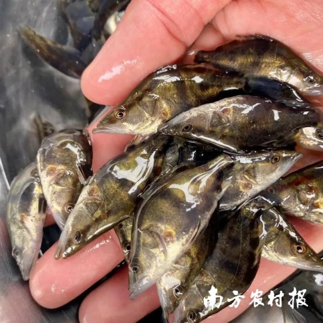 饲料鳜育苗目前仍然存在较高风险。