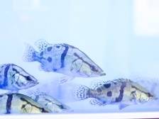 水产有种 | 网箱驯化风险高，原塘驯化争议大！鳜鱼驯料你会选择哪种模式？