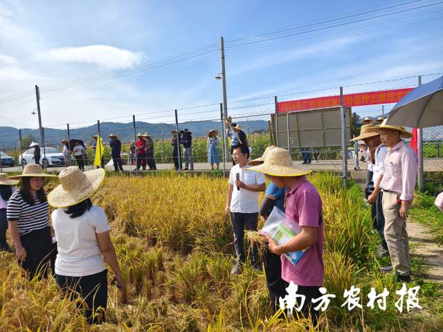 广东省农科院资环所的钻研员黄巧义介绍水稻秸秆破碎捣毁腐熟还田技术。