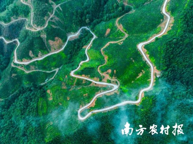 宇塘油茶树模区种植基地航拍图。 