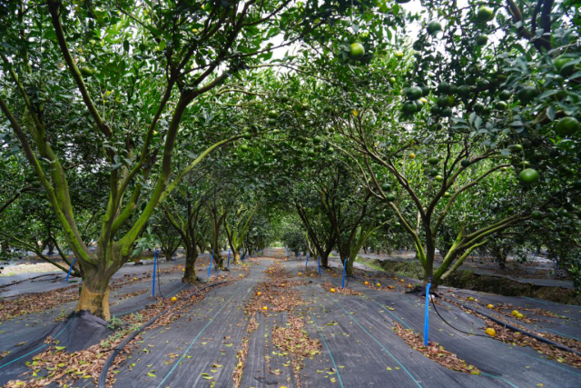 新宝堂新会柑双水种植基地里,防草布、水肥一体化设施为新会柑种植保驾护航。 新宝堂新会柑双水种植基地里,防草布、水肥一体化设施为新会柑种植保驾护航。