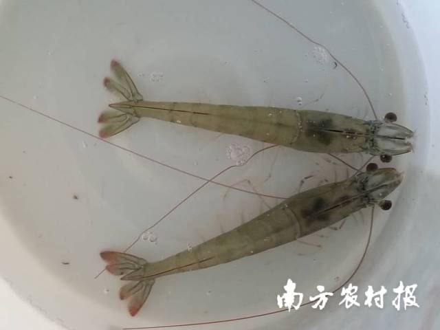 南美白对虾种虾