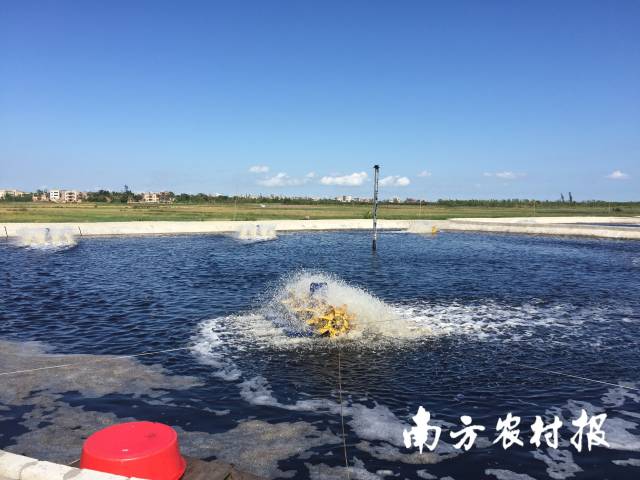 广东湛江，高位池养虾基地。