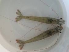 广东虾业勇夺三个全国“第一”，布局全球对虾产业链 | 广东“种” 全国养