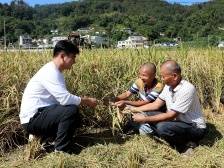 感受乡村“新势力”，“产业村长”为大埔县域发展带来了什么