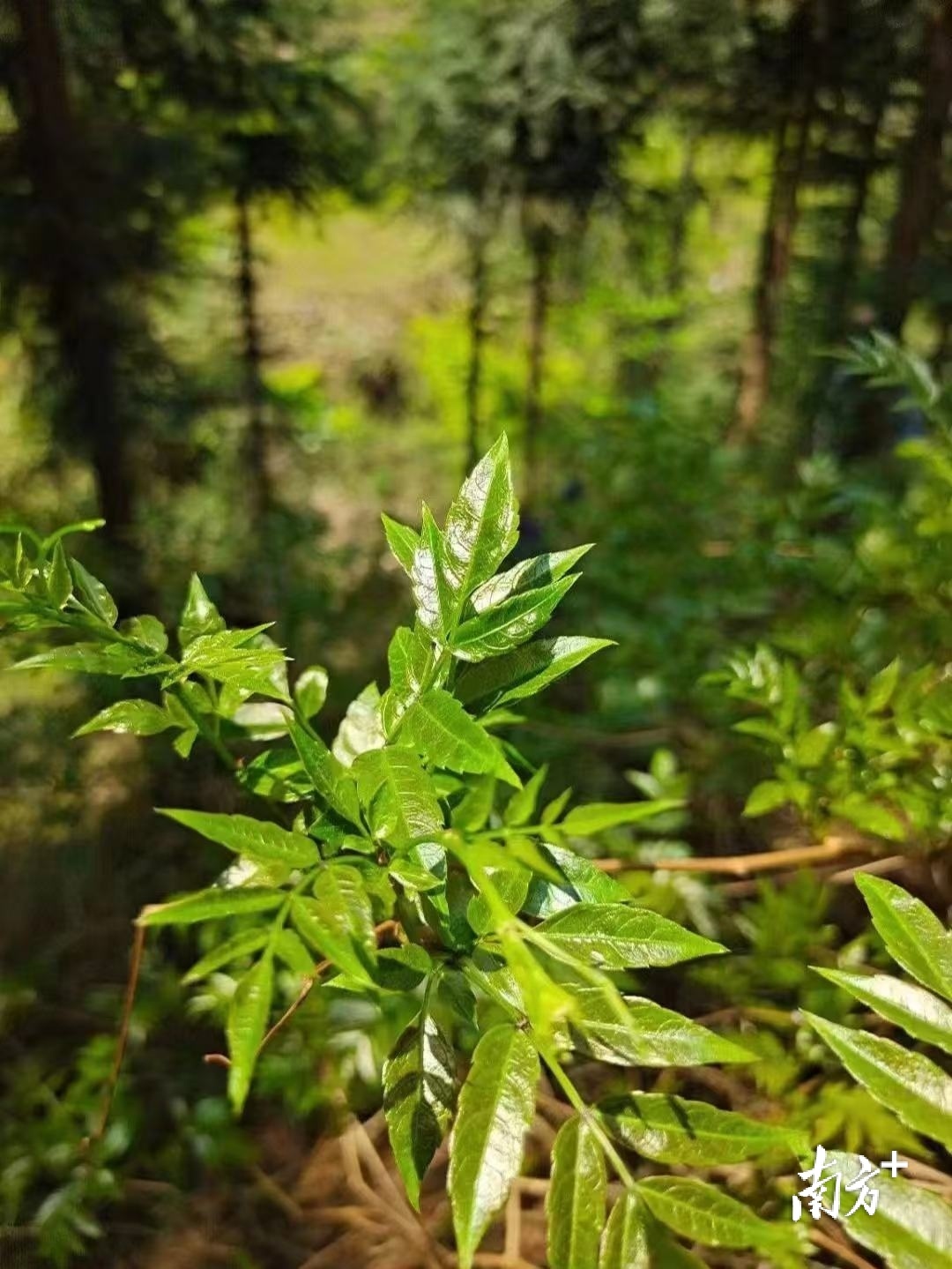 野生藤茶。