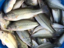 88.8万吨！“优鲈”跃升“第五大家鱼”！加州鲈广东驯，6成鱼苗出九江 | 广东“种” 全国养