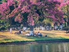 最美松湖｜梦幻异木棉，粉了粉了