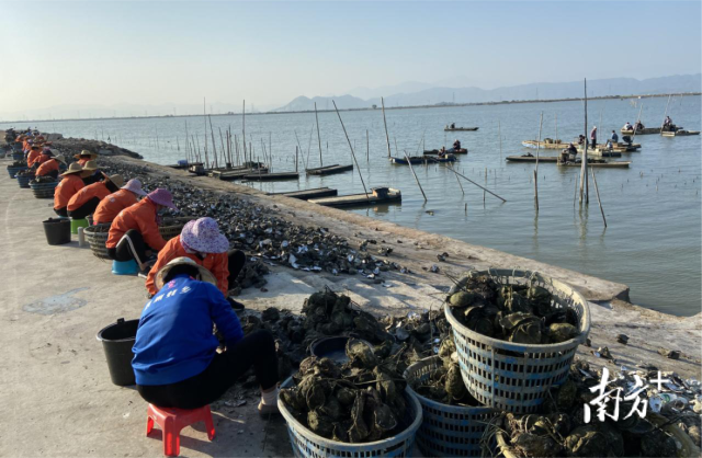 汕尾人在海边处理晨洲蚝