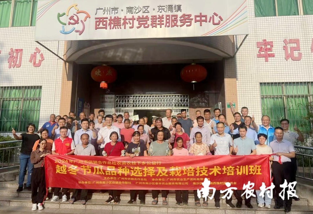 广州市供销合作总社联合广州市南沙区供销合作联社，作总在南沙区东涌镇西樵村开展越冬节瓜品种选择及栽培技术培训。农资农技