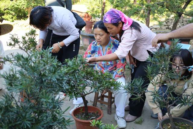 参训学员学习罗汉松种植理论、实地实操培训等。