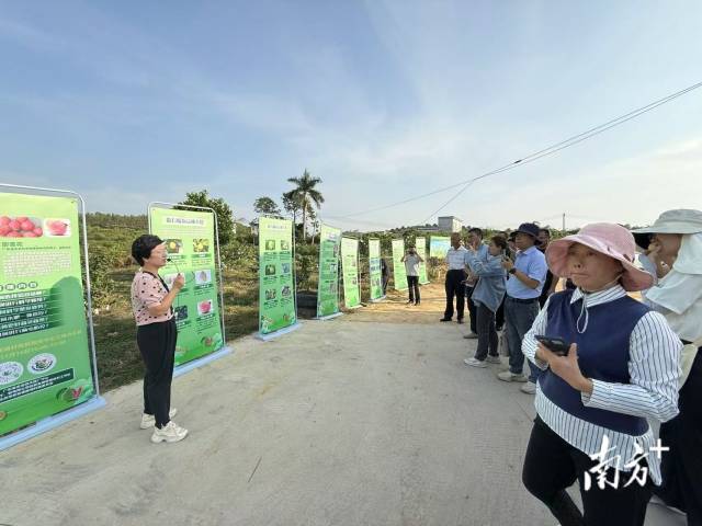 广东省农科院果树研究所副研究员邵雪花讲授番石榴高效栽培技术