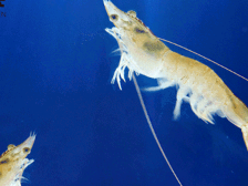 恒兴：携手四大金刚，夯实中国虾业的创“芯”之路 | 水产有种