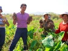 韶关武江：“芋”见丰收，村民富“芋”路上添盼头