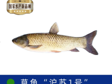 2025年全国覆盖率可达30%，“沪苏1号”改写中国草鱼种业史