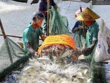 花鲈育种“芯”突破！开创现代化海洋牧场新模式 | 水产有种