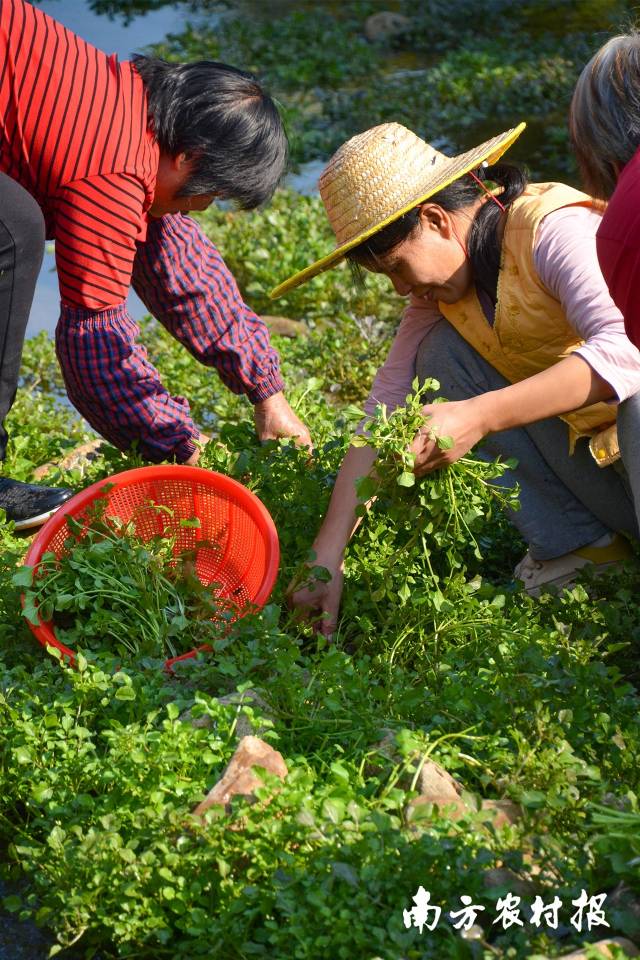 村民采摘西洋菜。