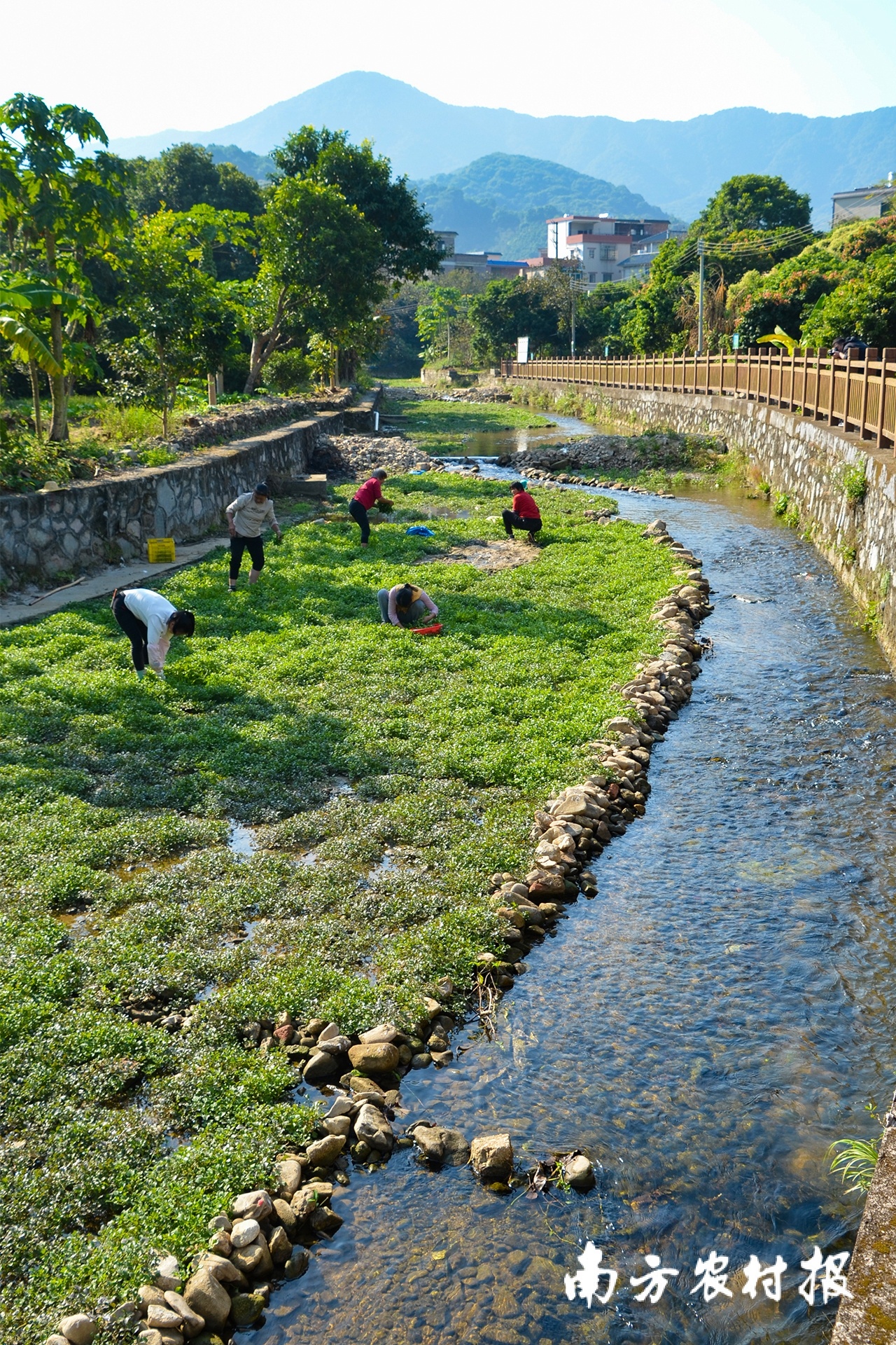 从化区江埔街锦一村的鲜甜西洋锦洞水（溪）河道长满西洋菜。