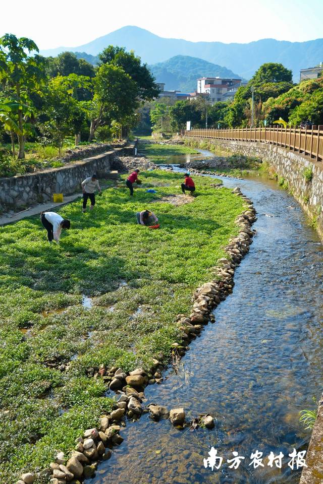 从化区江埔街锦一村的鲜甜西洋<strong></strong>锦洞水（溪）河道长满西洋菜。