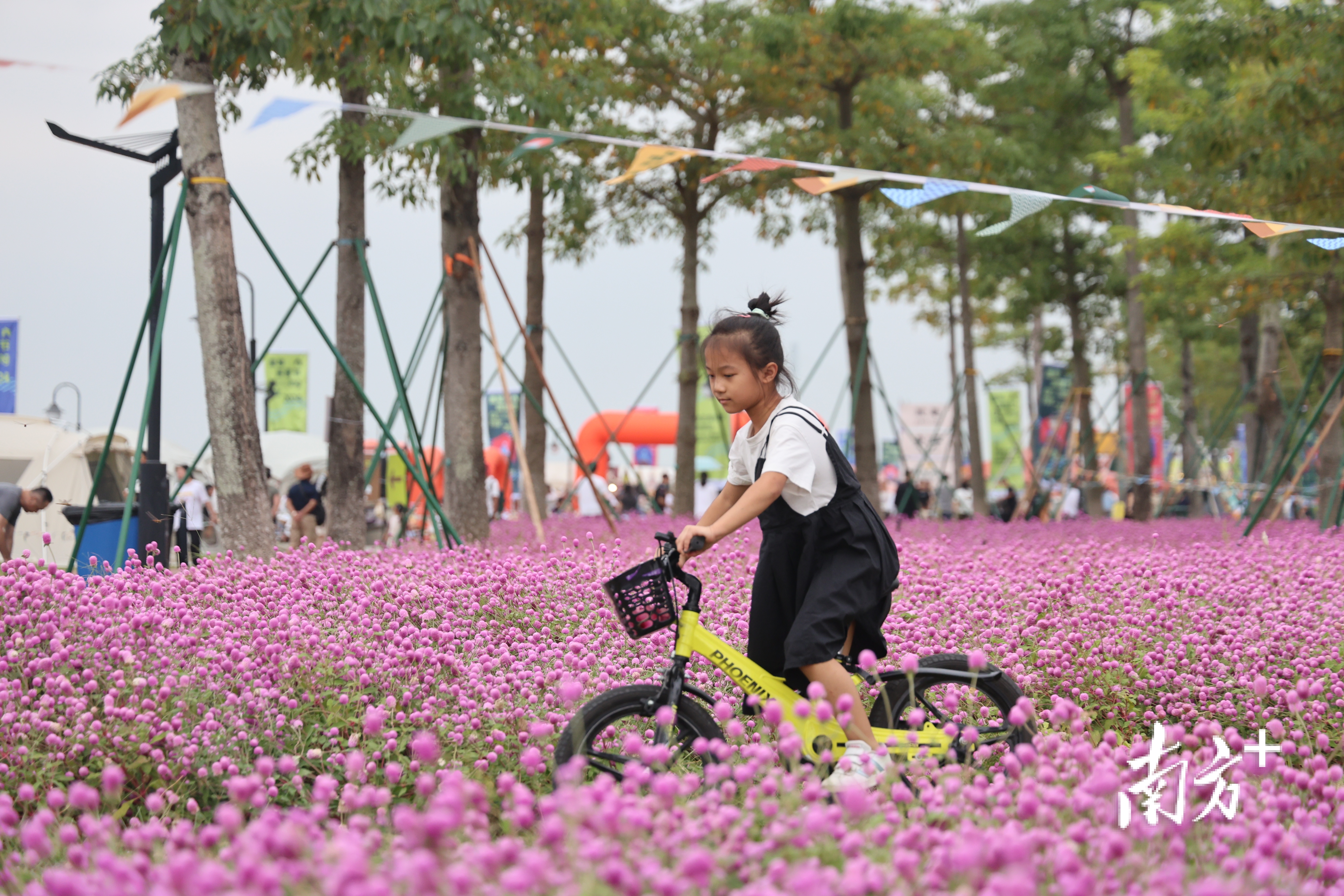 来横琴花海，走进这粉色童话世界。  