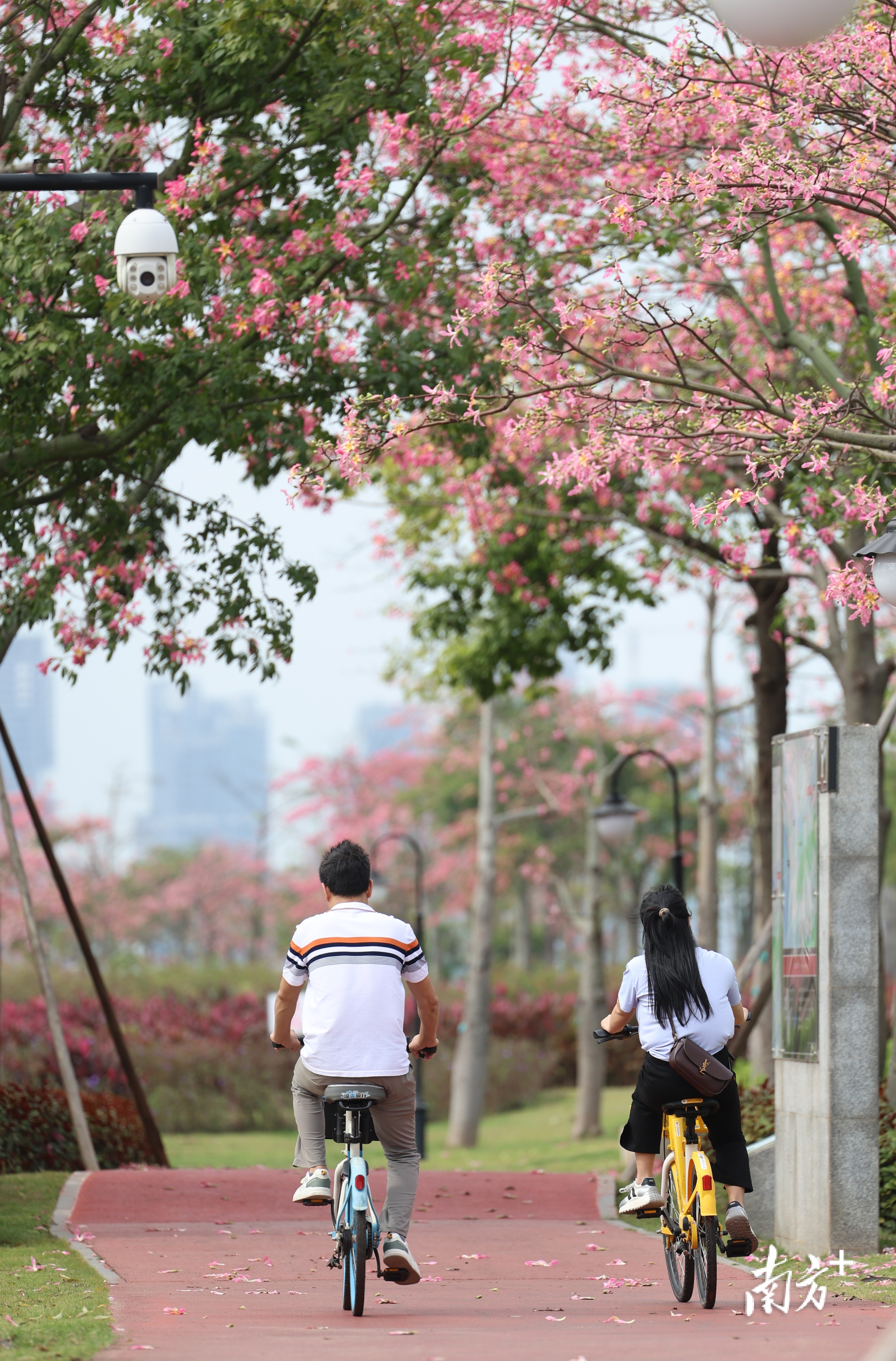 骑车在花海中穿行，十分惬意。  