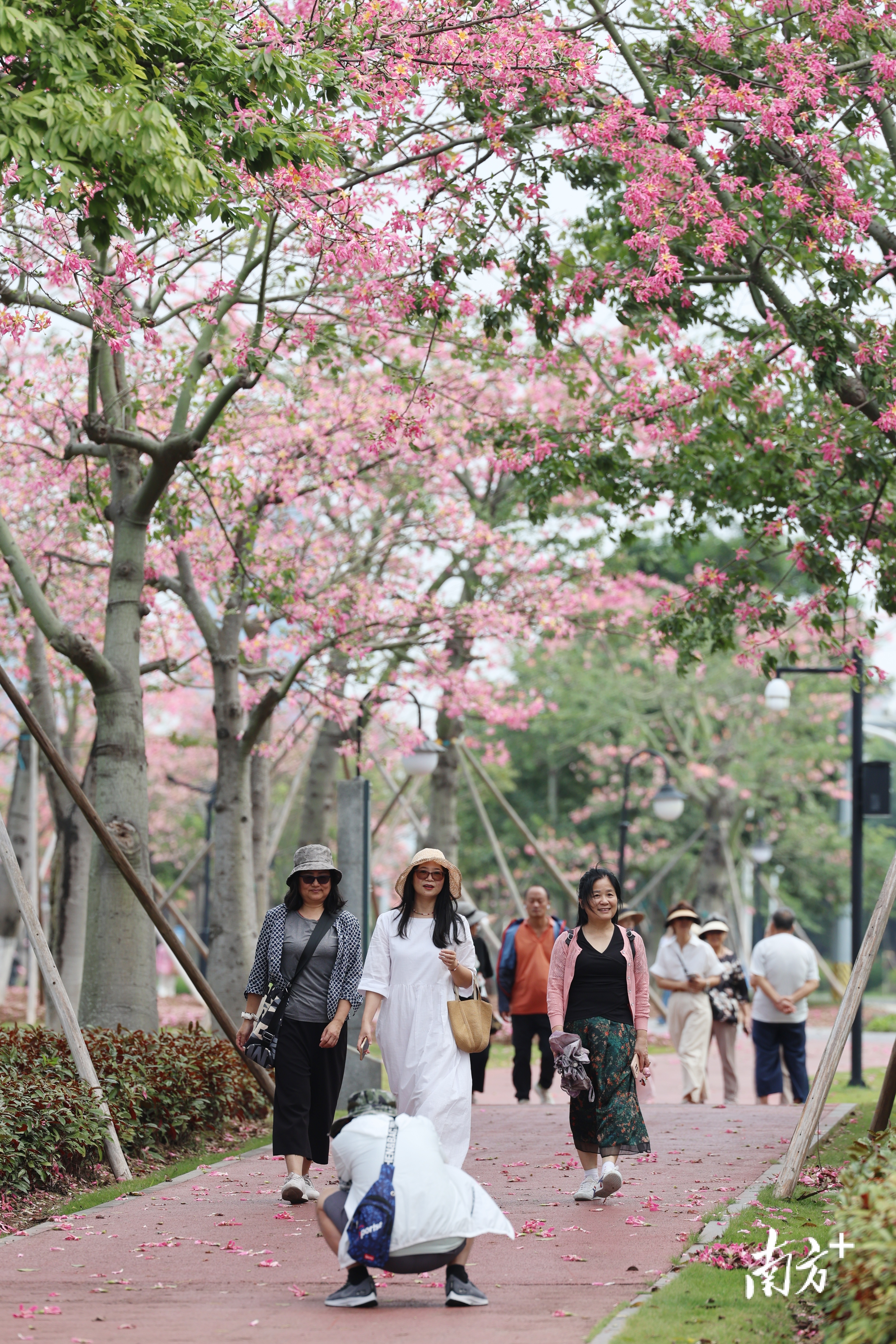 粉色花海延绵十里。