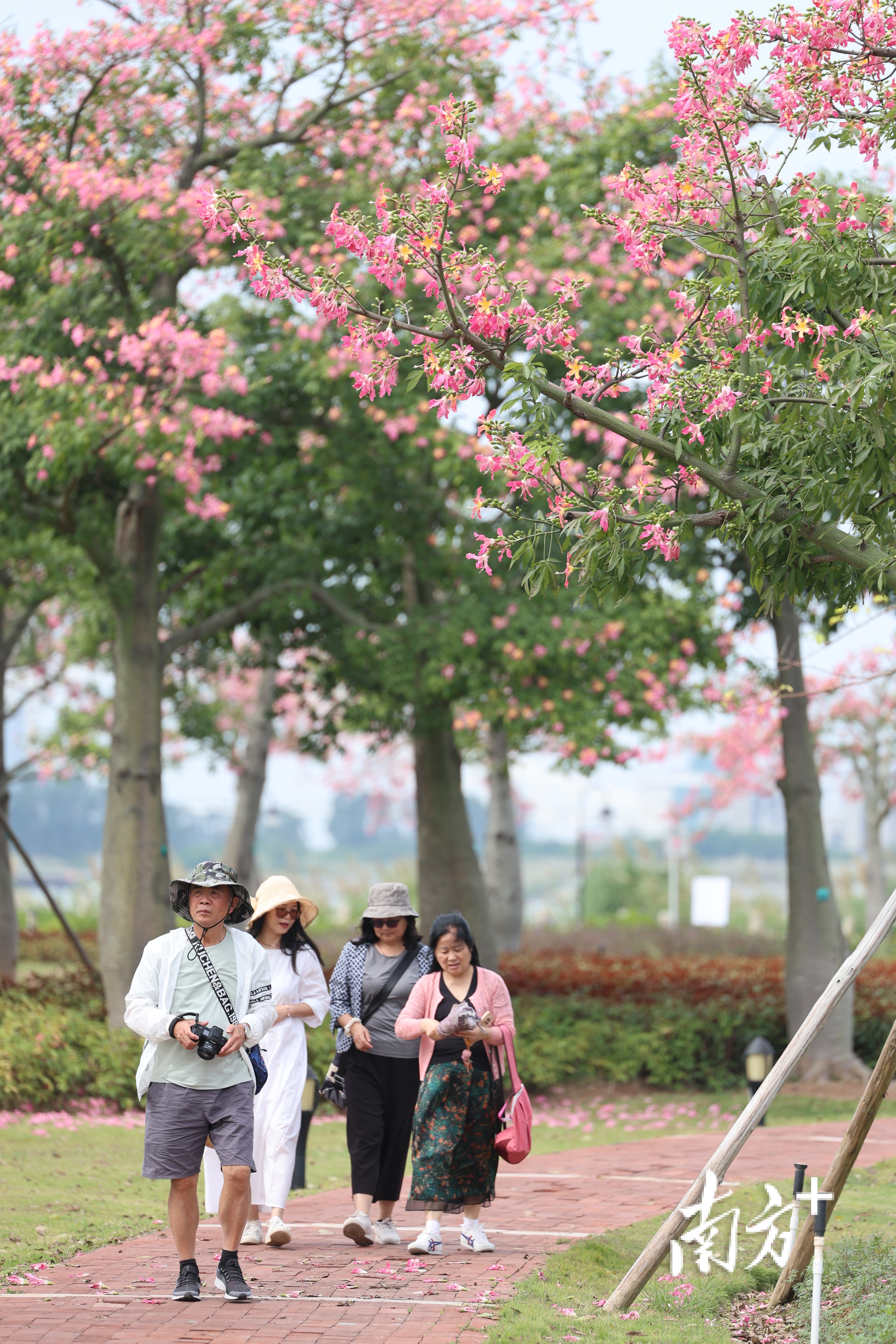 来横琴花海，走进这粉色童话世界。  