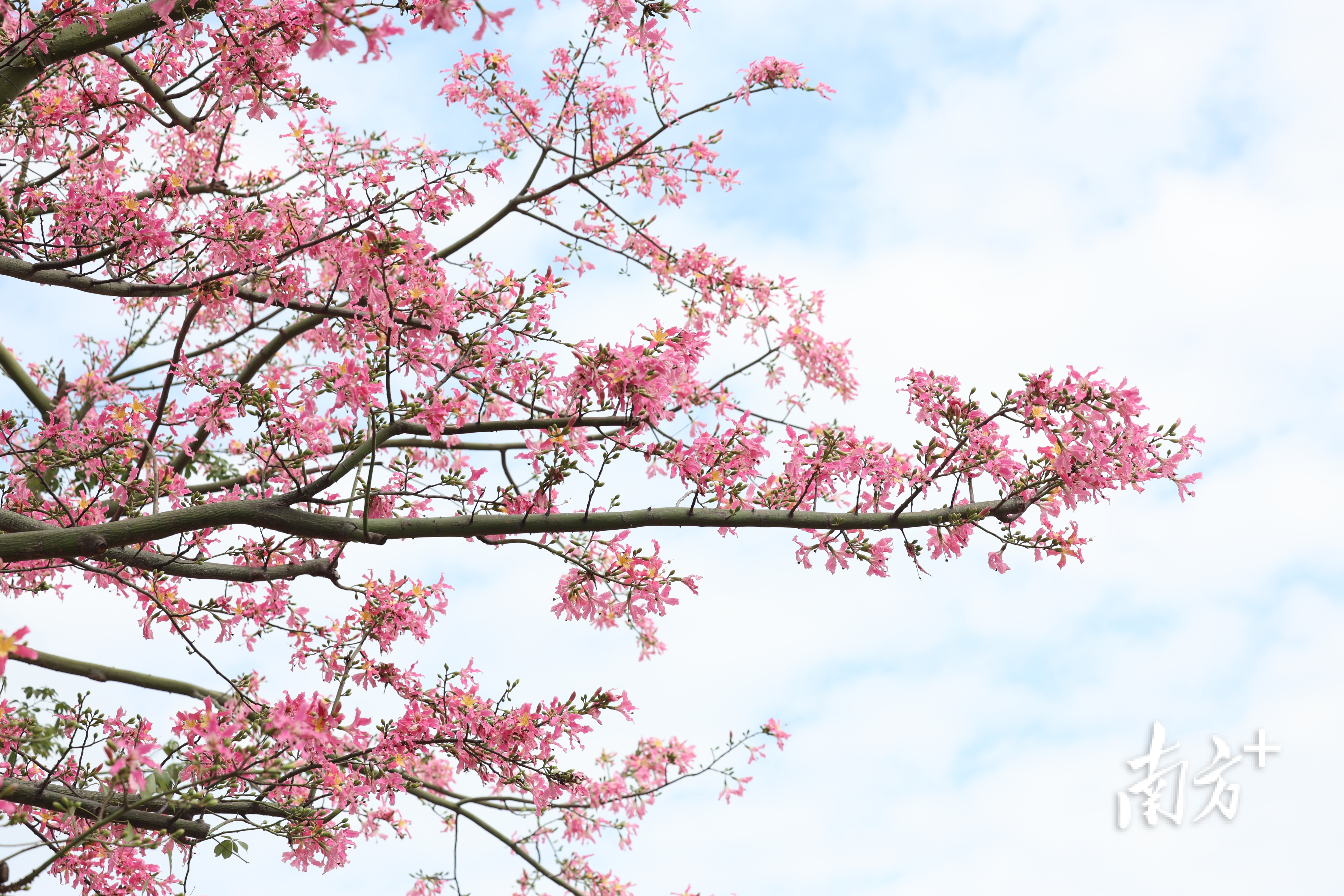 “粉雾花海”与蓝天白云相互映衬。  